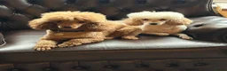 Toy Poodle dogs for sale: Stunning Toy Poodle Puppies - Aberdeenshire- £1250 - Advert 5