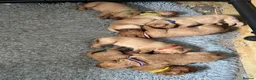 Labrador Retriever dogs for sale: 7 gorgeous kc reg Labradors  - Advert 2