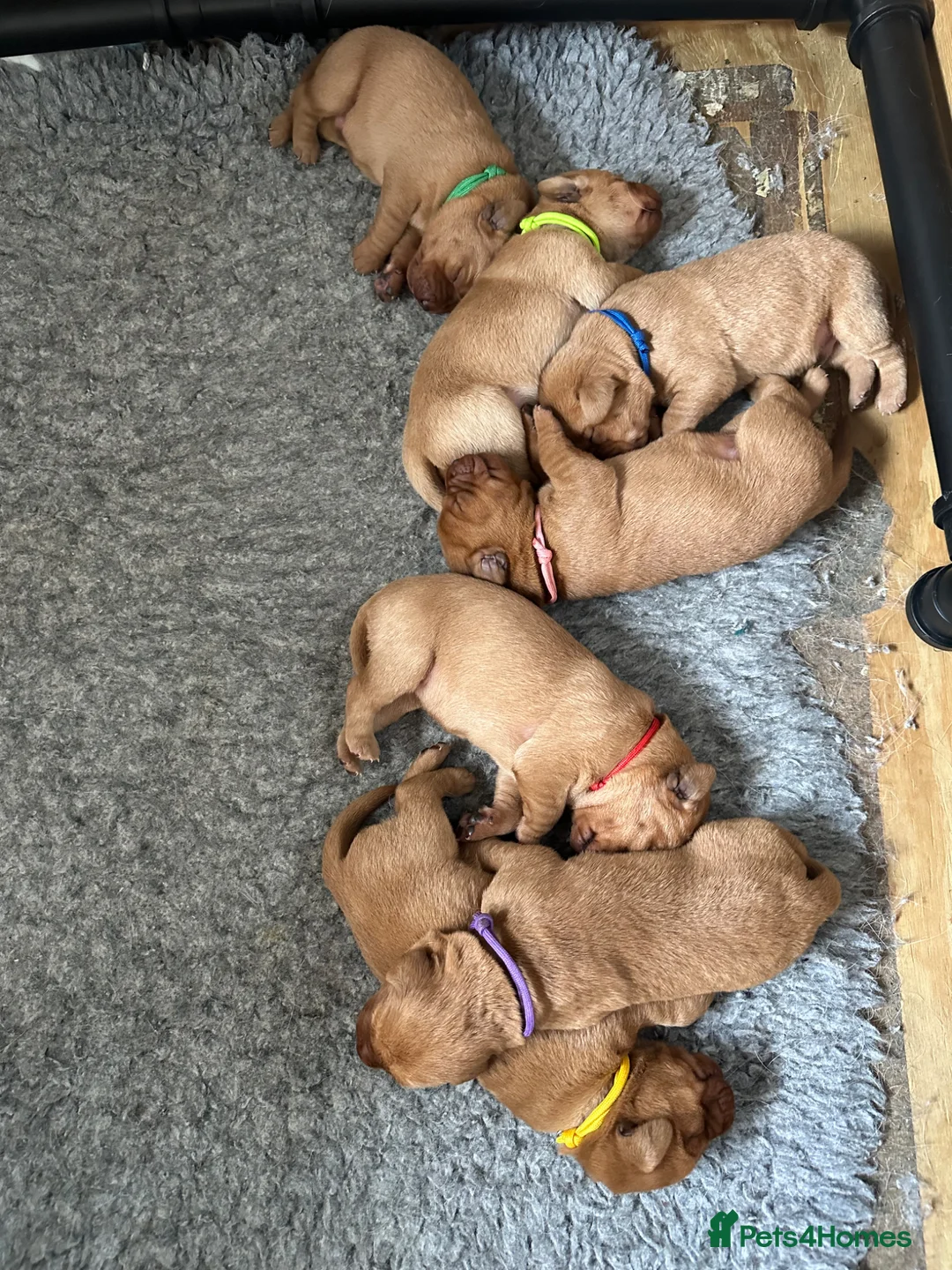 Labrador Retriever dogs for sale: 7 gorgeous kc reg Labradors  - Advert 2