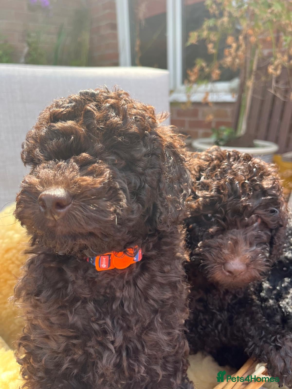 Miniature Poodle dogs Brown chocolate miniatures poodle - Advert 2
