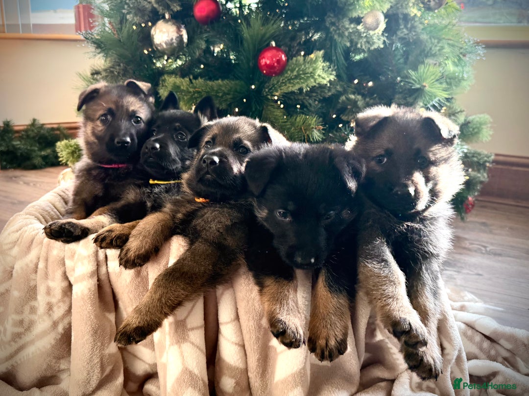 German Shepherd dogs for sale: Beautiful KC German Shepherd Puppies  - Advert 2