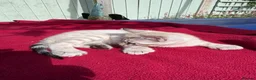 Keetso cats for sale: Superb very rare polydactyl curled eared keetsos  - Advert 6