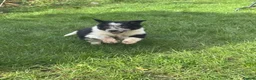 Border Collie dogs for sale: Border collie pups ready from 20th February  - Advert 27