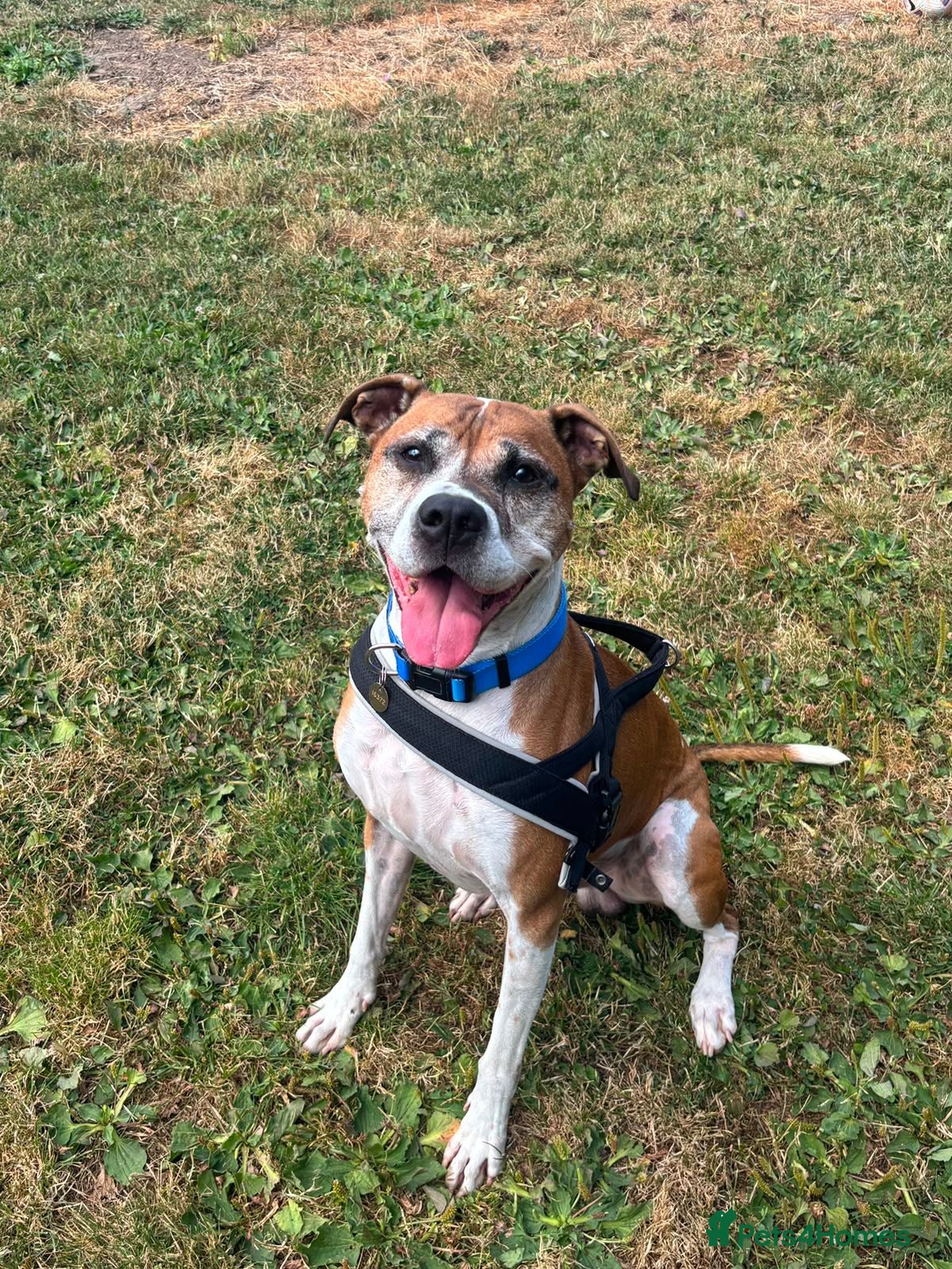 Boxer dogs Bentley - Advert 4