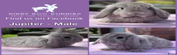 Mini Lop rabbits for sale: Baby Mini Lop Bunnies - Reserve now, collect 10/06 - Advert 3