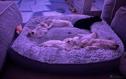Mixed Breed dogs for sale: Tiboodle Puppies – Toy Poodle x Tibetan Terrier - Image 1