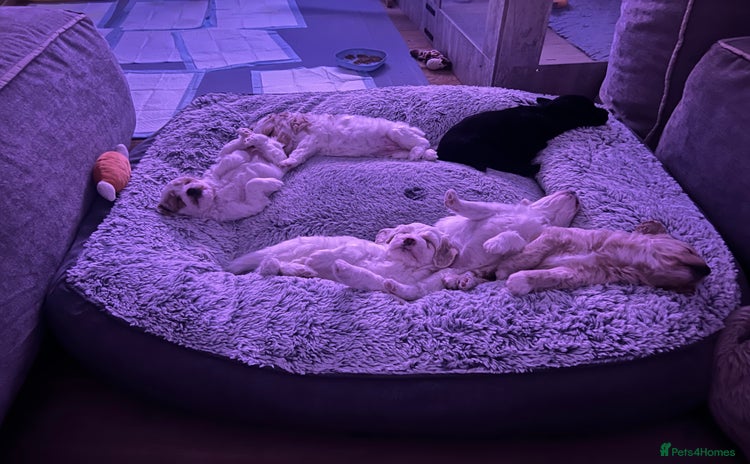 Mixed Breed dogs - Advert 1