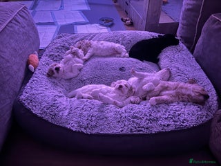 Mixed Breed dogs - Advert 35