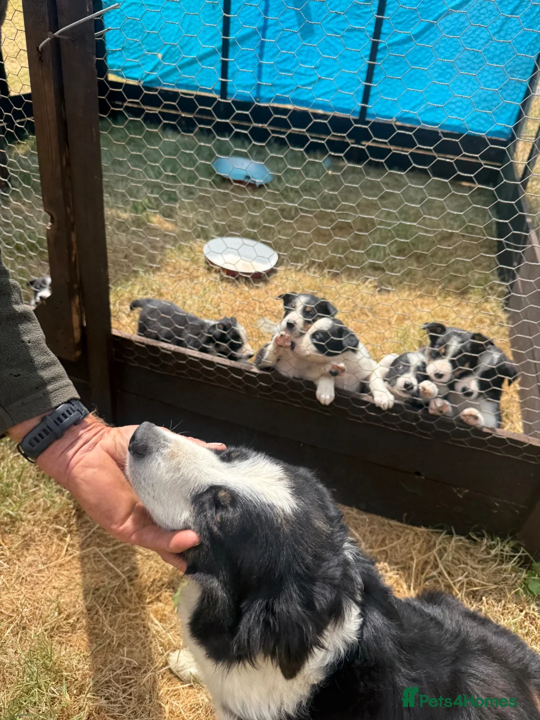 Welsh Collie dogs for sale: Adorable Mid Wales border collie puppies for sale - Advert 39