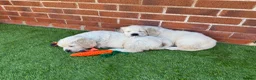 Golden Retriever dogs for sale: Golden retriever puppies for sale  - Advert 5