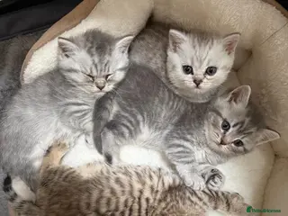 British Shorthair cats British Short Hair Chinchilla - Advert 10