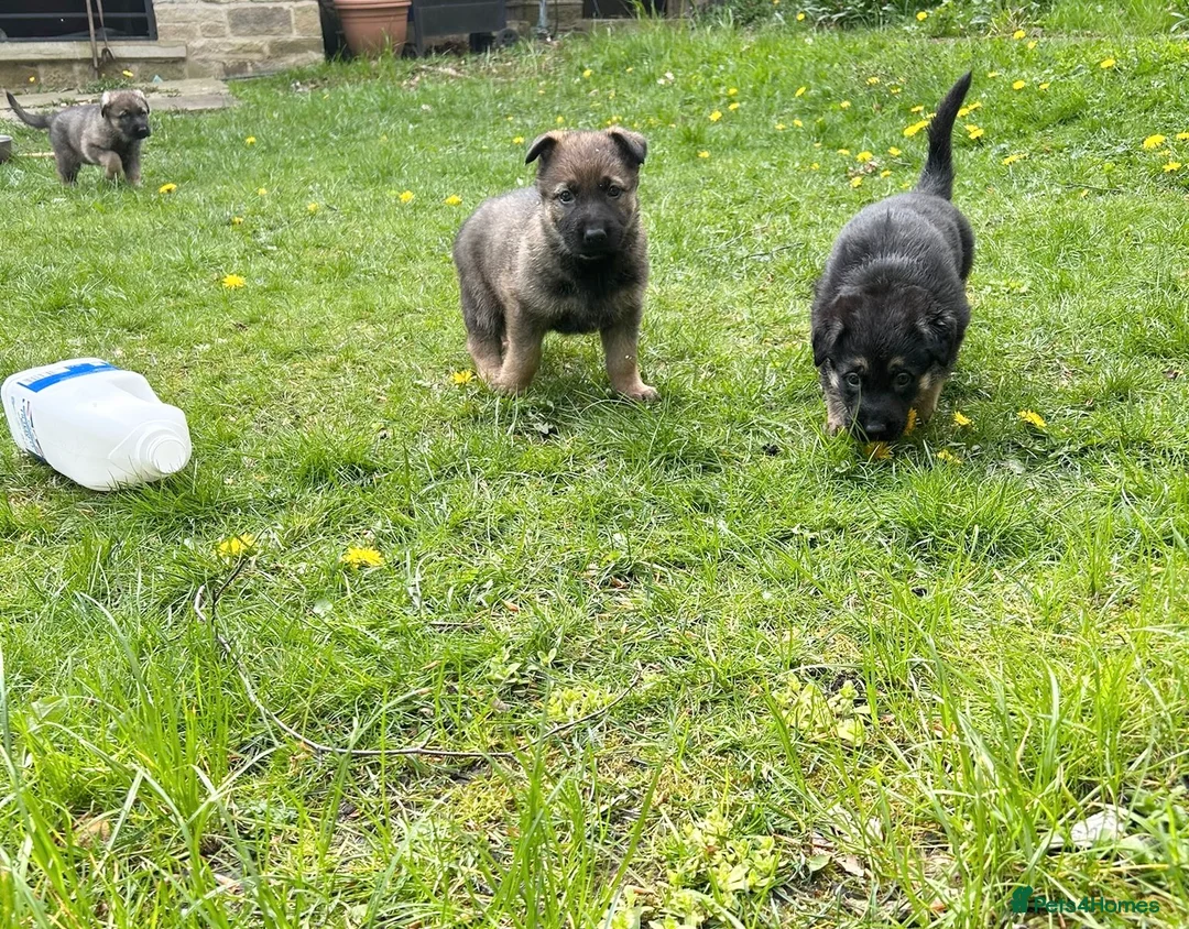 German Shepherd dogs for sale: Big straight back puppies  - Advert 7
