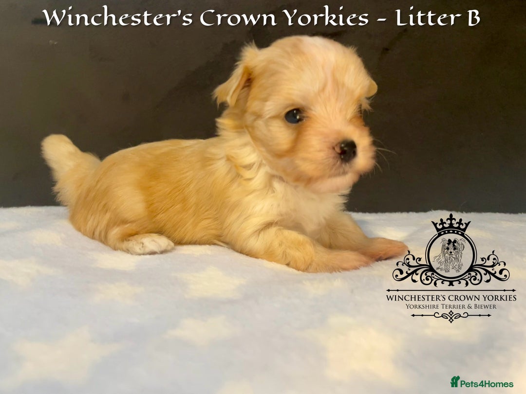 Yorkshire Terrier dogs for sale: ❤️Golddust Yorkies🥇☕️Champion heritage pups! 🐶❤️ - Image 16