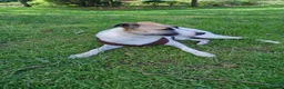 Mixed Breed dogs for adoption: ❤️ZAYKA❤️- GENTLE 14 MONTHS GIRL STILL WAITING - Advert 15