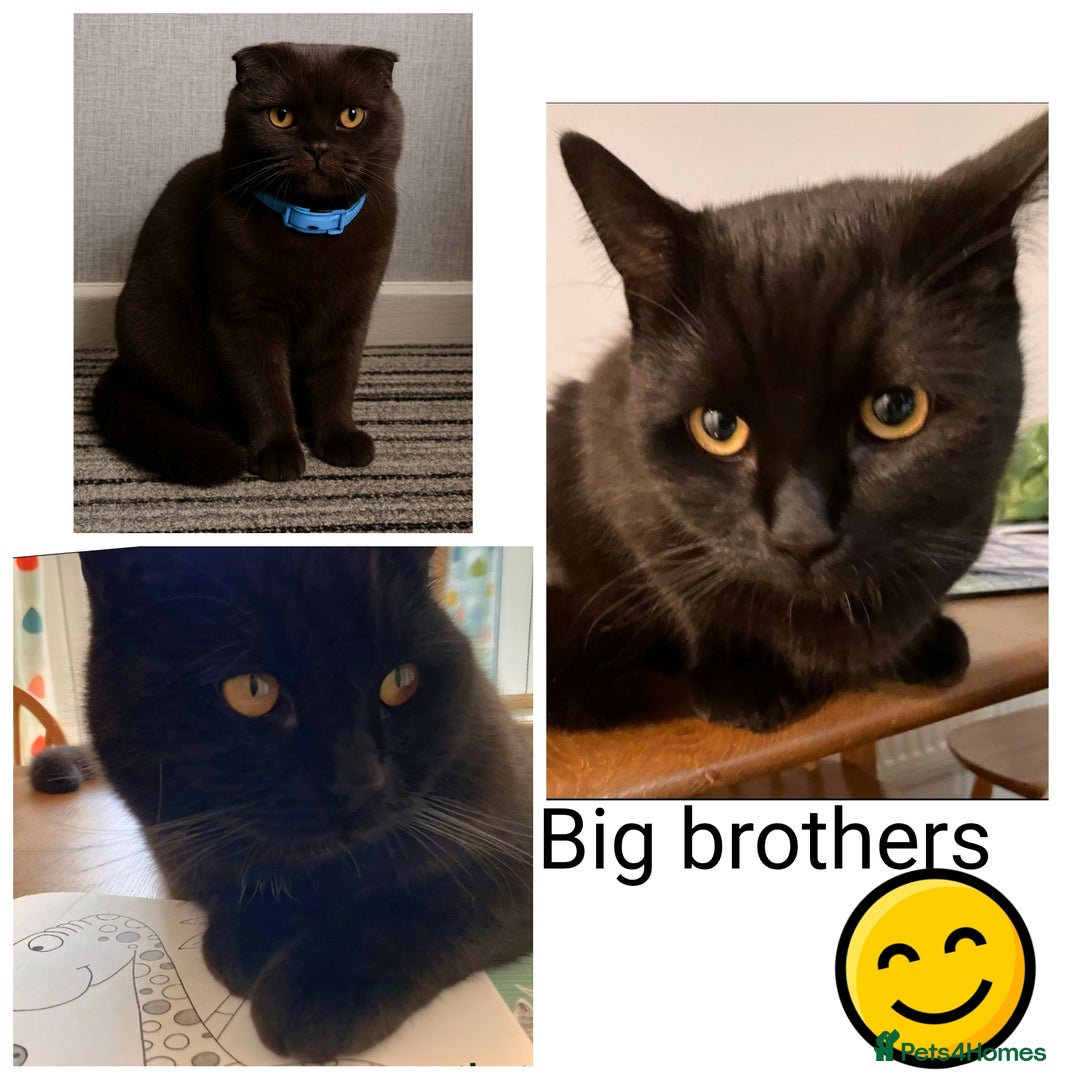 Mixed Breed cats for sale: Scottish Fold Mix Kittens –Ready 16th August 🐾 - Image 7