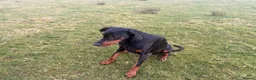 Dobermann dogs for stud: Dobermann Stud KC  - Advert 5