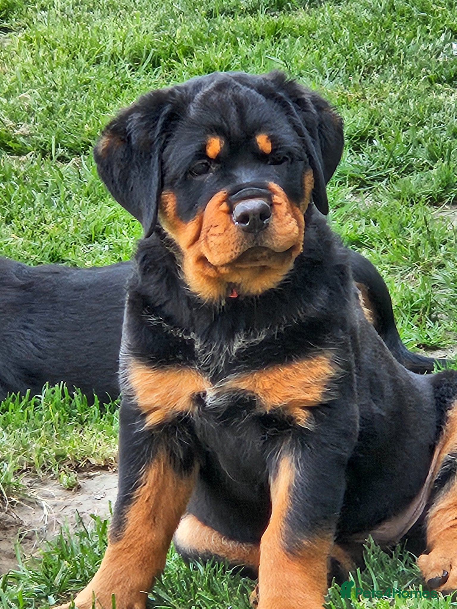 Rottweiler dogs Beautiful chunky puppies vet checked clear  - Advert 5