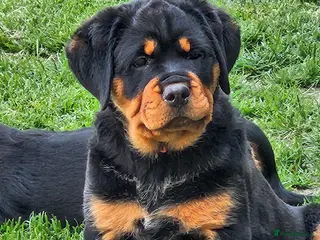 Rottweiler dogs Beautiful chunky puppies vet checked clear - Advert 5