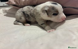 Border Collie dogs for sale: Border collie puppy’s ready to reserve  - Image 39