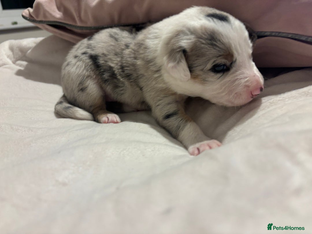 Border Collie dogs for sale: Border collie puppy’s ready to reserve  - Image 39