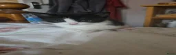 Domestic Shorthair cats for sale: Fluffy kittens - Advert 6