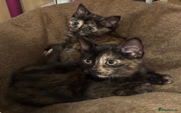 Mixed Breed cats for sale: Pair of bonded, tortoise shell, ragdoll kittens - Image 5