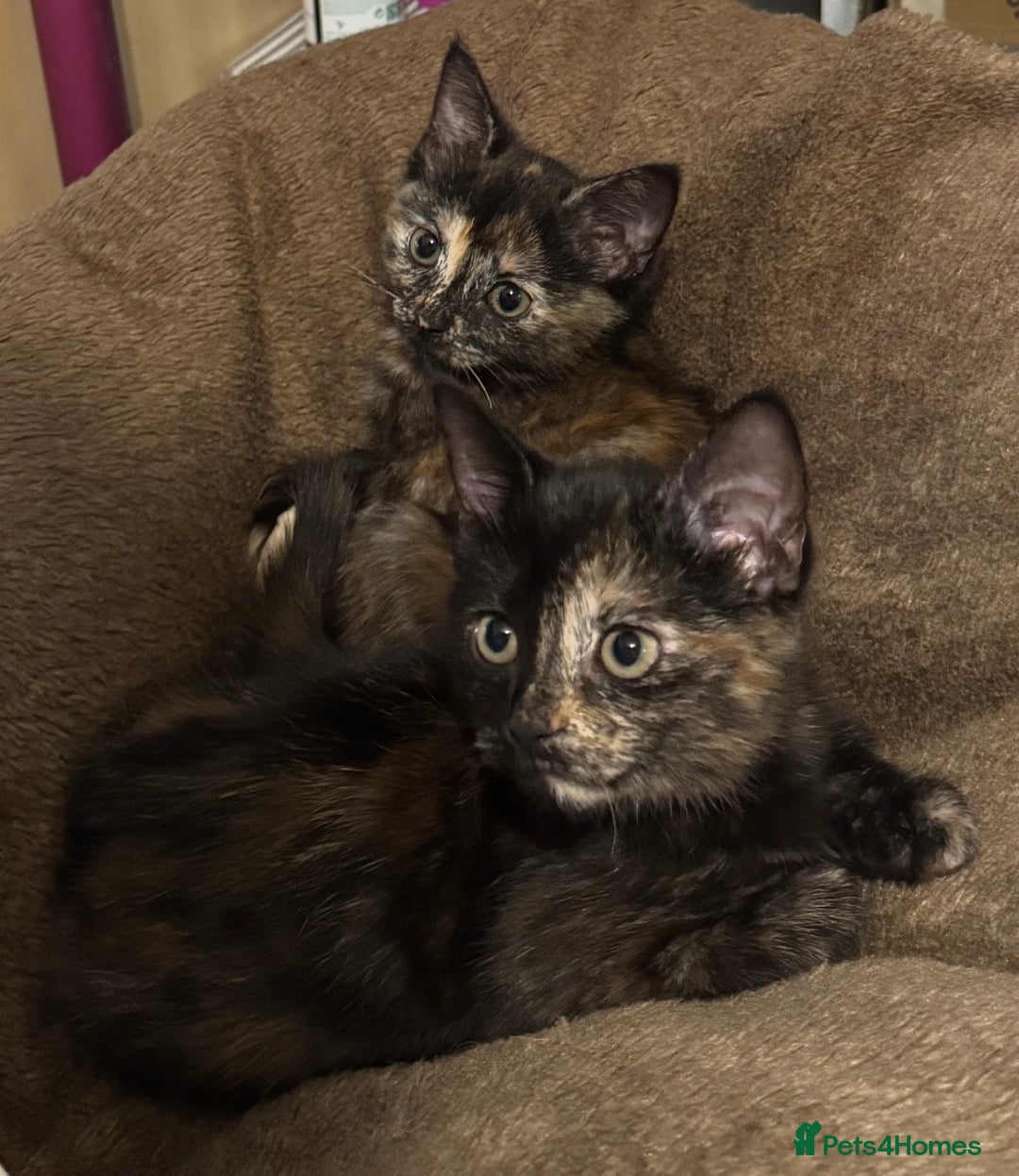 Mixed Breed cats for sale: Pair of bonded, tortoise shell, ragdoll kittens - Image 5