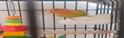 Lovebirds birds for sale: Pair of lovebirds with cage full setup in Barnsley - Advert 2
