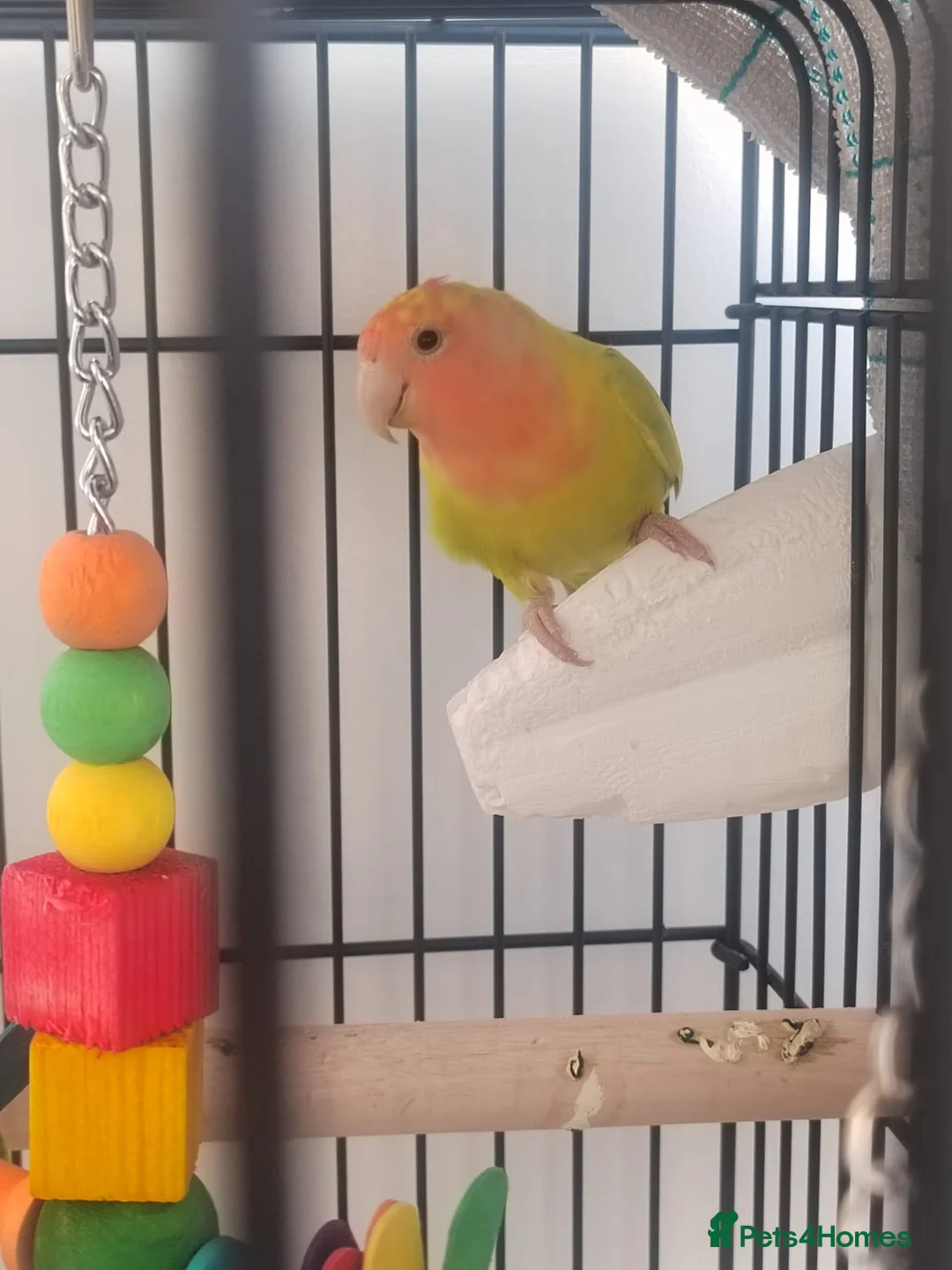 Lovebirds birds for sale: Pair of lovebirds with cage full setup in Barnsley - Advert 2