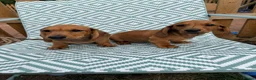 Miniature Dachshund dogs for sale: 5 Mini Smooth & 1 Mini Long Haired Dachshunds - Advert 4
