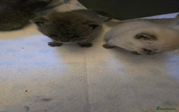 British Shorthair cats for sale: 6 x British Short-haired Blue kittens for sale - Image 24
