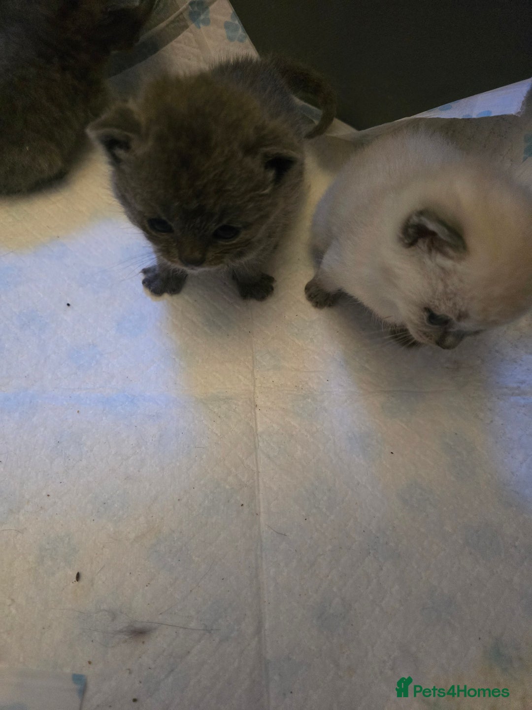 British Shorthair cats for sale: 6 x British Short-haired Blue kittens for sale - Image 24