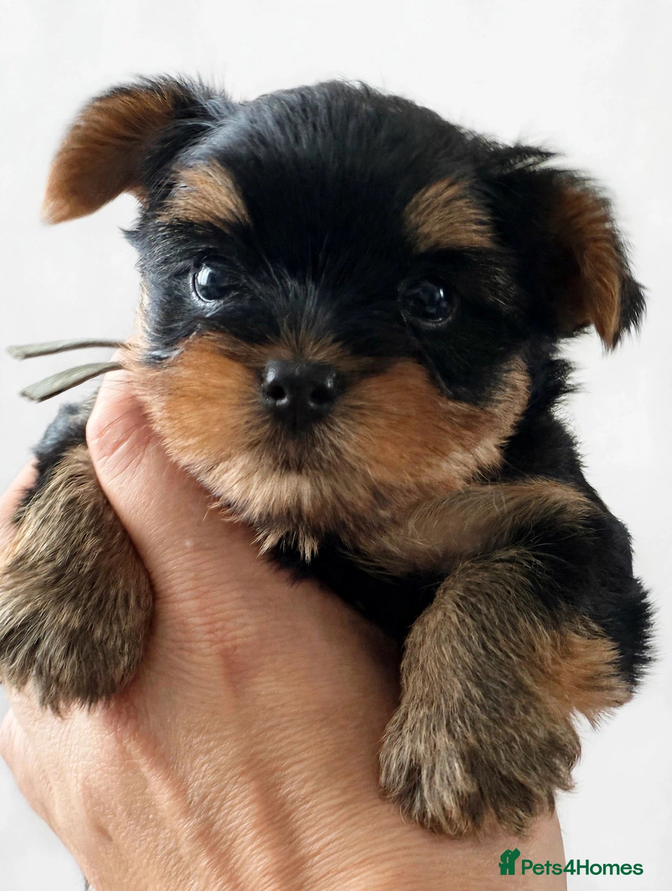 Yorkshire Terrier dogs 🐾✨  KC Registered Yorkshire Terrier Puppies ✨🐾   - Advert 2