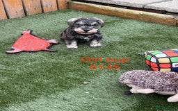 Miniature Schnauzer dogs for sale: Stunning litter of Miniature Schnauzer pups - Image 3
