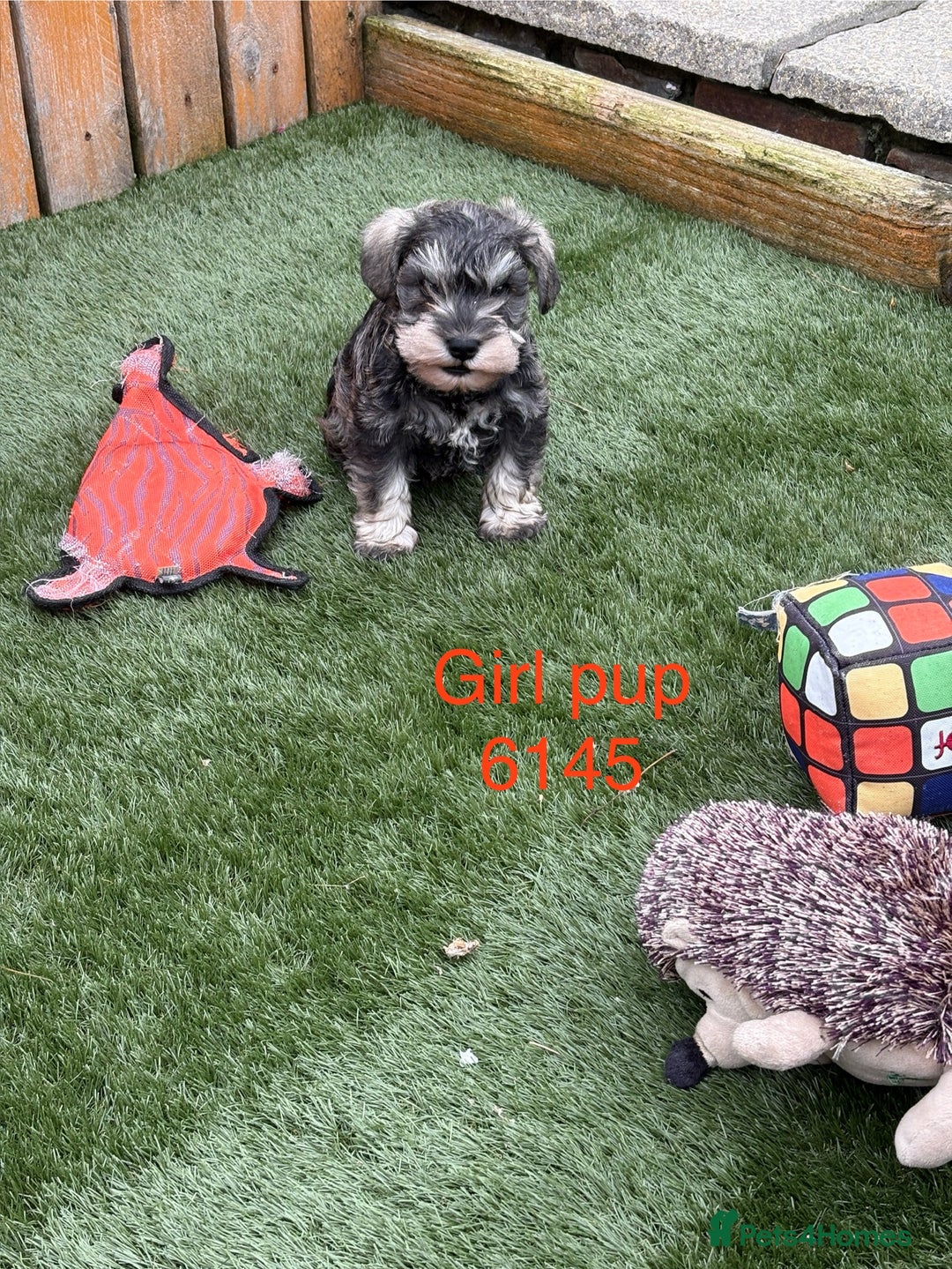Miniature Schnauzer dogs for sale: Stunning litter of Miniature Schnauzer pups - Image 3