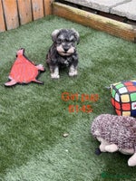 Miniature Schnauzer dogs - Advert 14