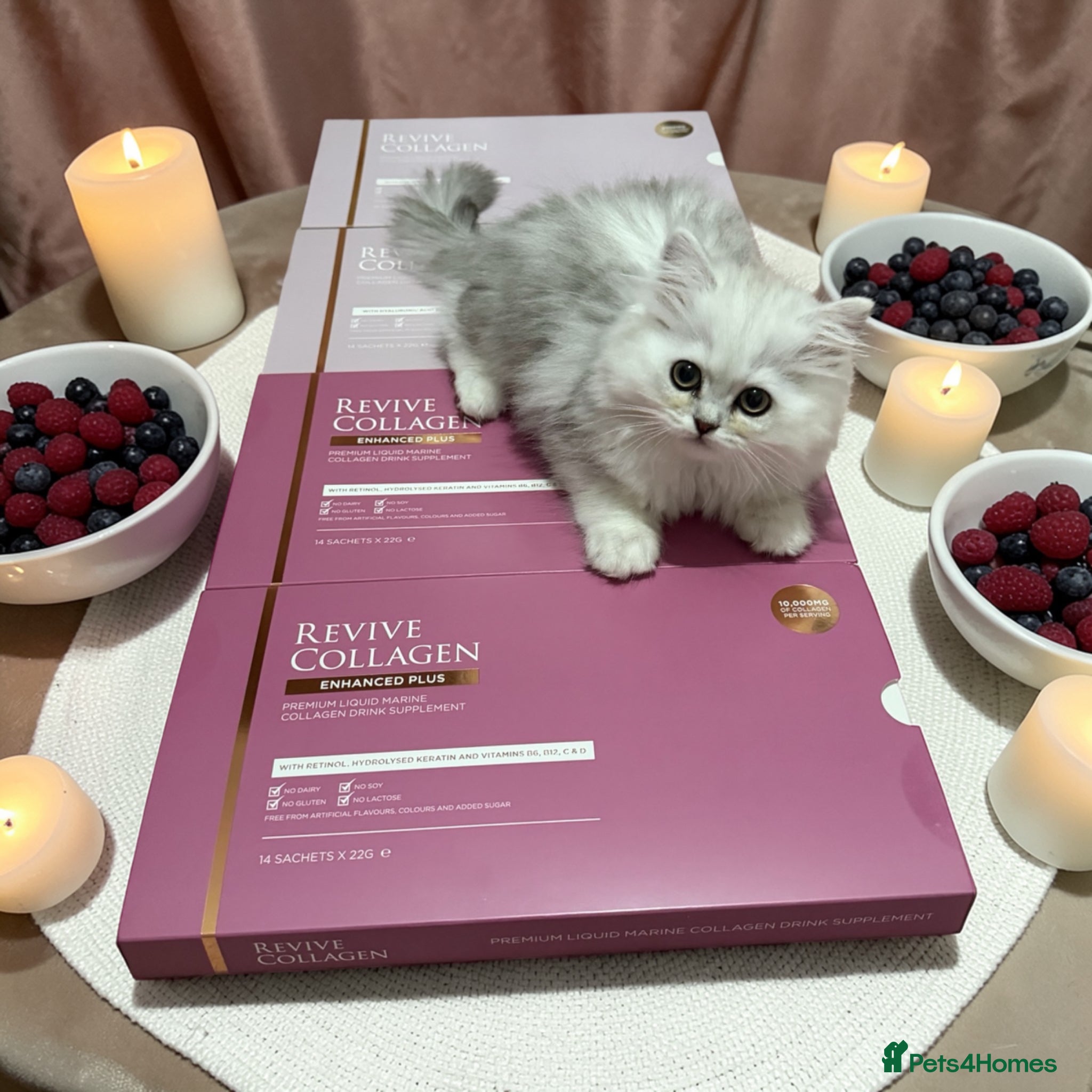 British Shorthair cats Persian Kittens-Only 1 Left!! - Advert 2