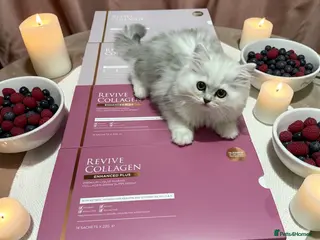 British Shorthair cats Persian Kittens-Only 1 Left!! - Advert 2