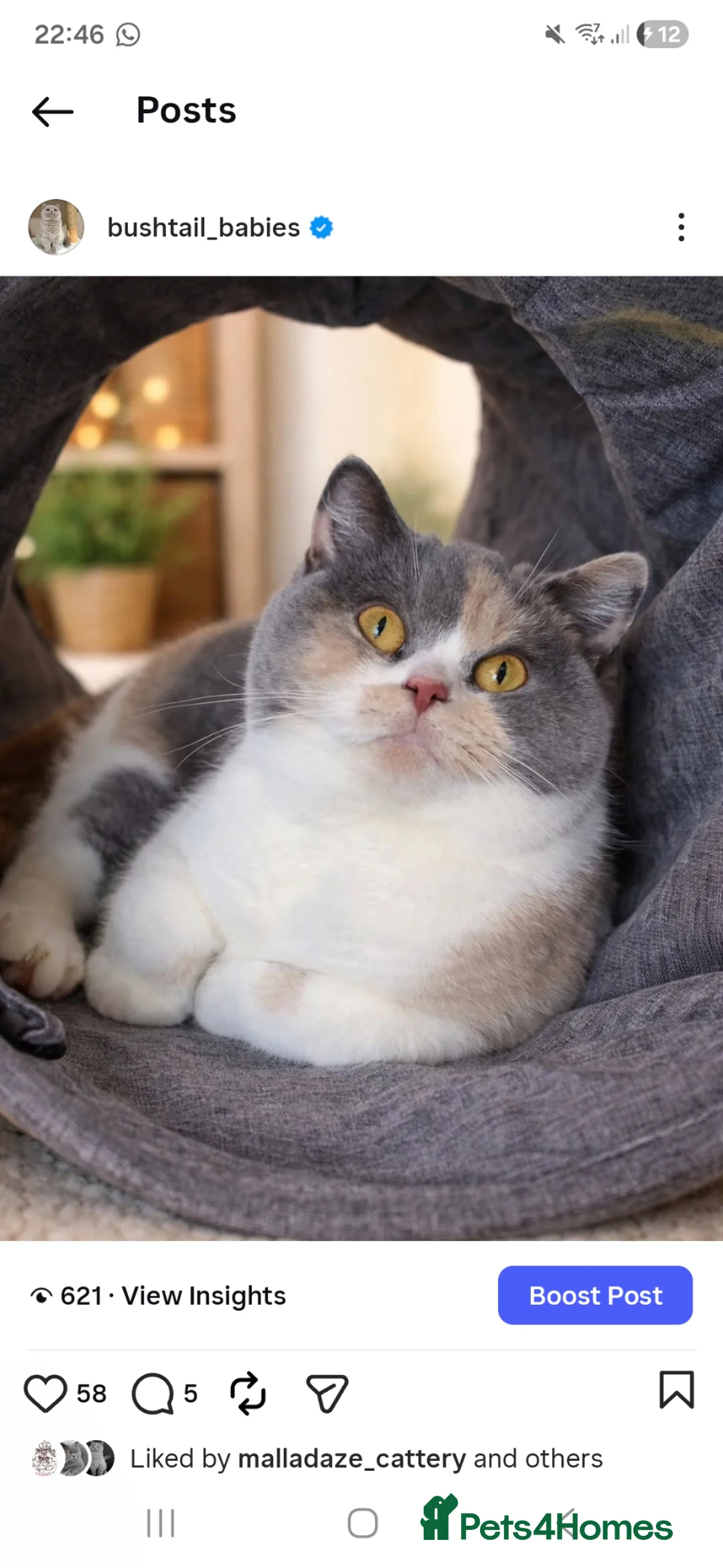British Shorthair cats for sale: Supreme champion GCCF British Shorthair  - Advert 1