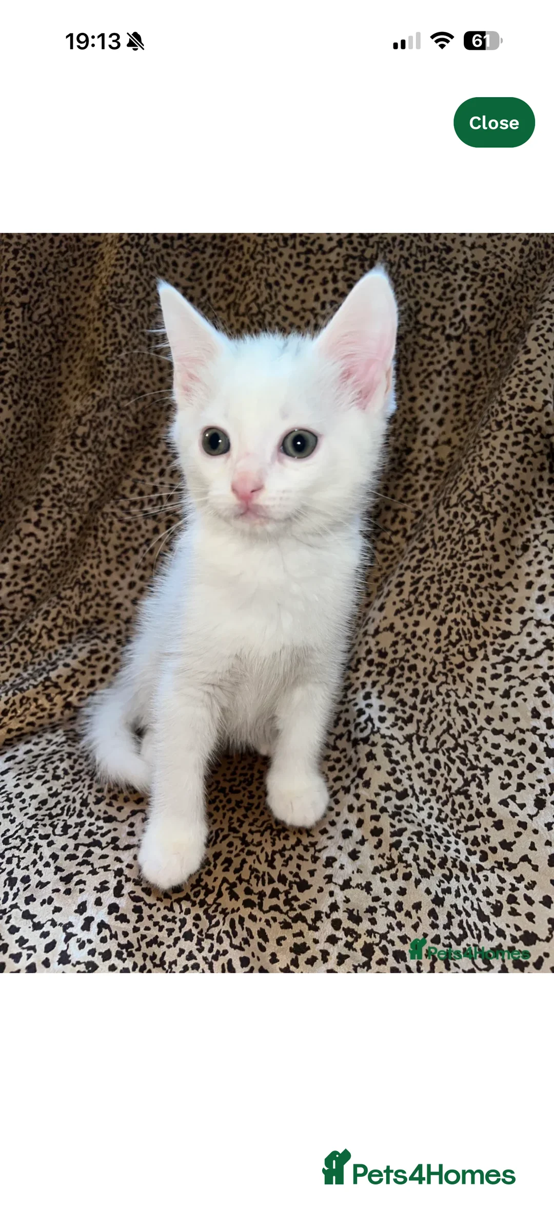 Turkish Angora cats for sale: Beautiful last male turkish angora Kitten in Ilford - Advert 1