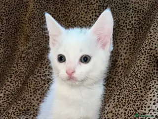 Turkish Angora cats Beautiful last male turkish angora Kitten in Ilford - Advert 1