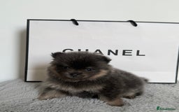 Pomeranian dogs for sale: ** KC pomeranian puppies - Image 7