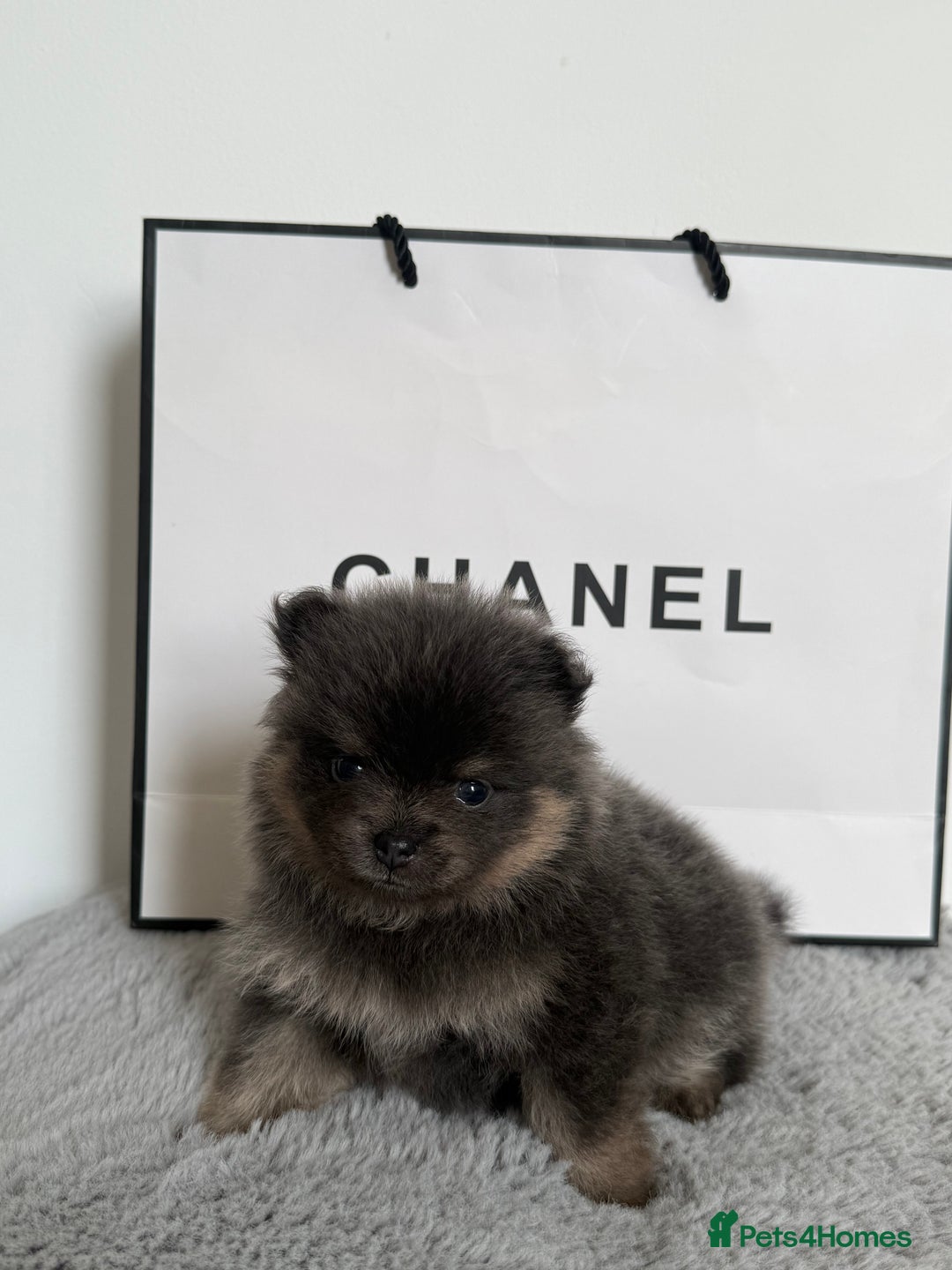 Pomeranian dogs for sale: ** KC pomeranian puppies - Image 7