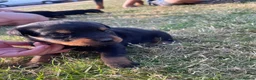 Rottweiler dogs for sale: Rottweiler in Crewe - Advert 5