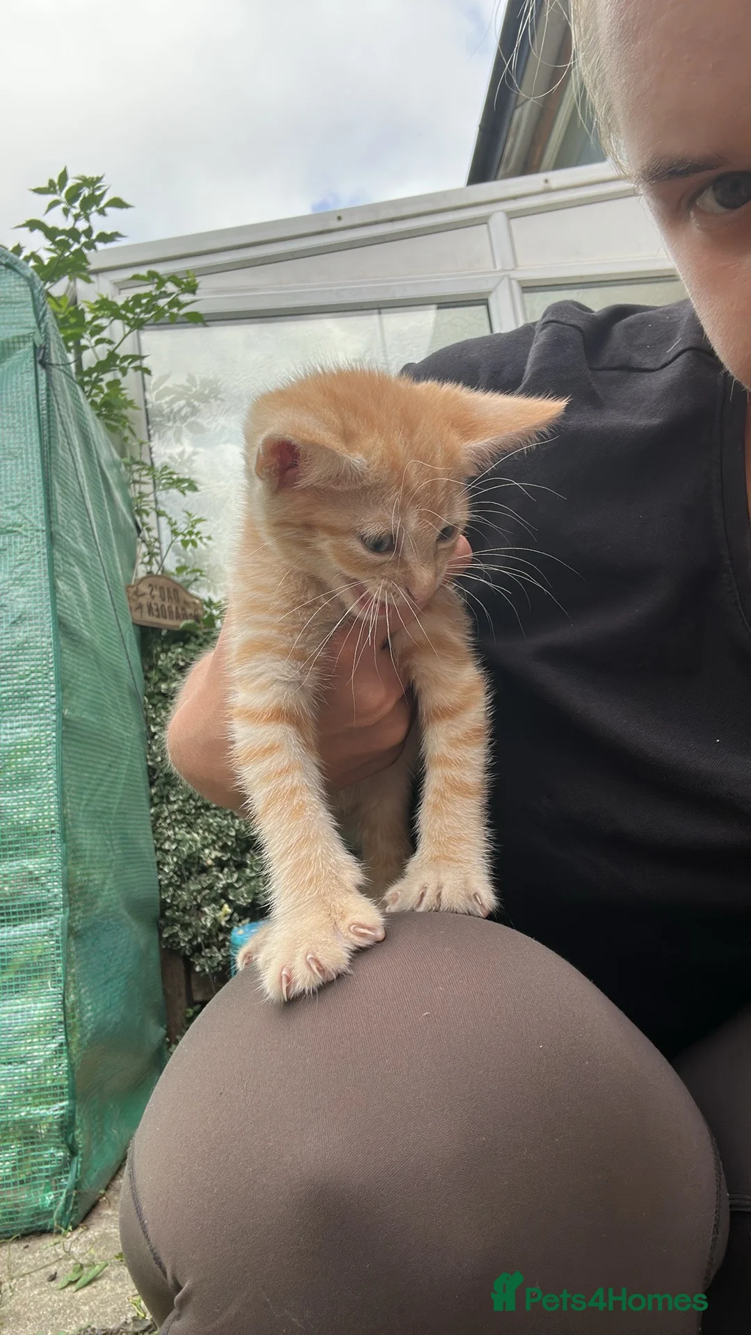 British Shorthair cats for sale: Kittens for sale  - Advert 2