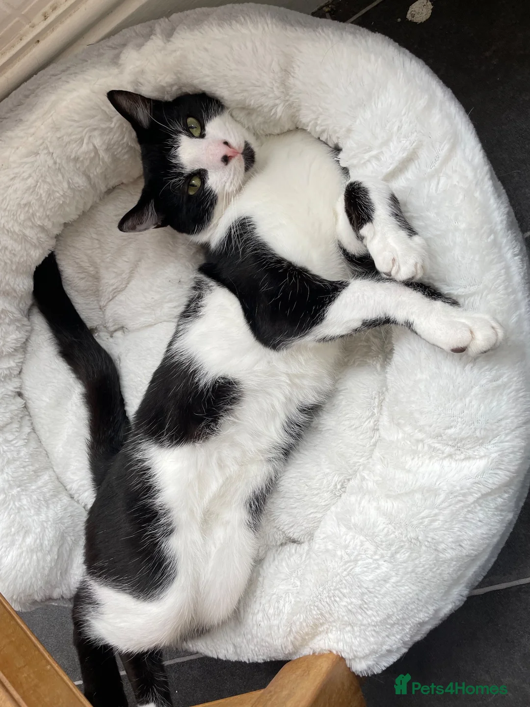 Mixed Breed cats for sale: My goose boy  in Scarborough - Advert 2