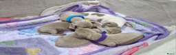 Miniature Dachshund dogs for sale: 🐾❤️ **MINIATURE SHORT-HAIRED DACHSHUND PUPPIES  in Mountain Ash - Advert 2