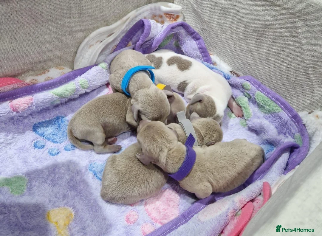 Miniature Dachshund dogs for sale: 🐾❤️ **MINIATURE SHORT-HAIRED DACHSHUND PUPPIES  in Mountain Ash - Advert 2