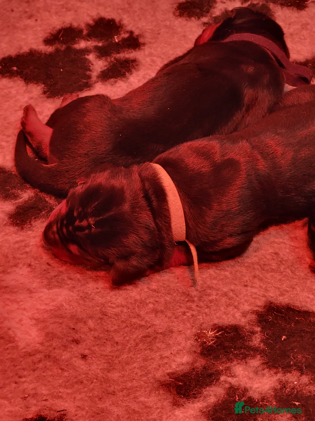 Chinese Red Dog dogs for sale: Chinese Red dog Pups available - Advert 6