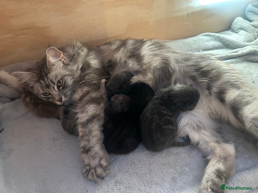 Norwegian Forest Cat cats for sale: norwegian forest cat X kittens   - Image 4